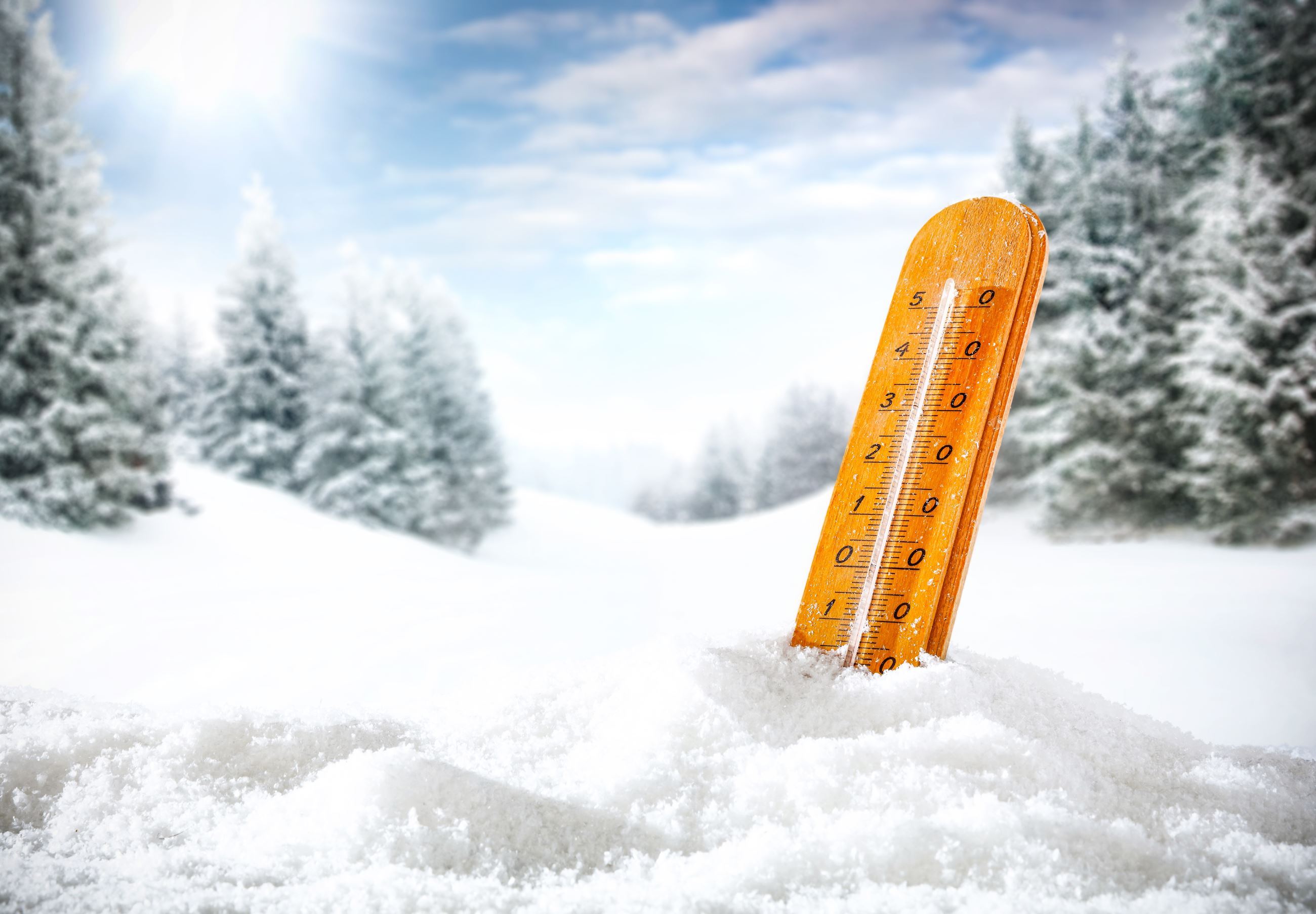 Trees, snow and a thermometer