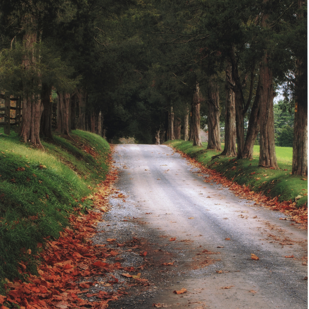 Gravel Road with Leaves and Trees