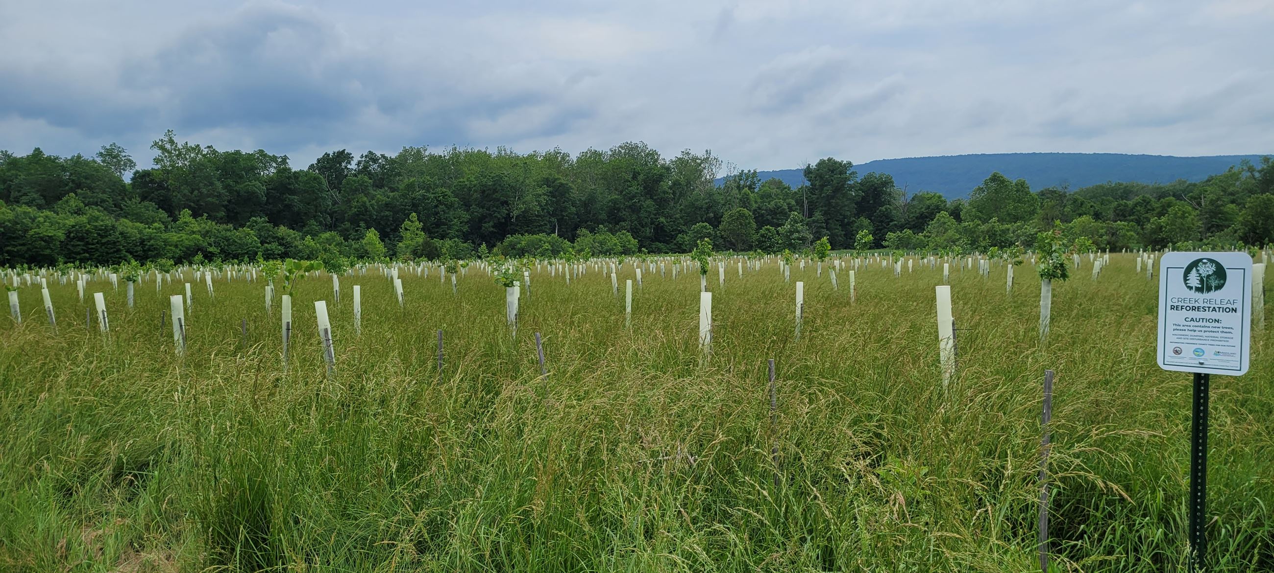 Image of a field planted with young trees.