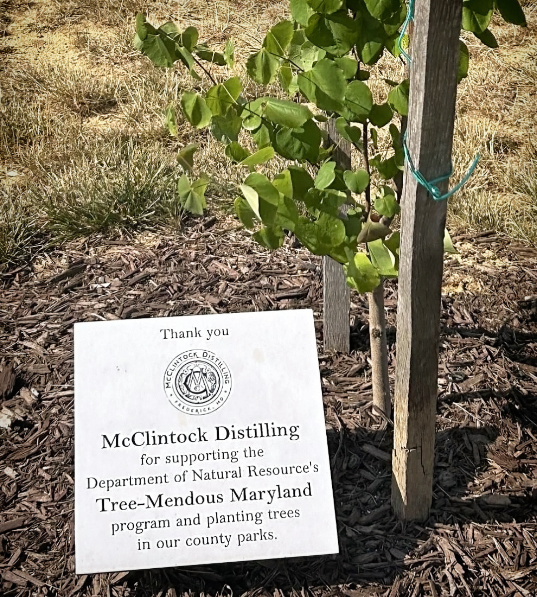 A photo of a newly planted tree