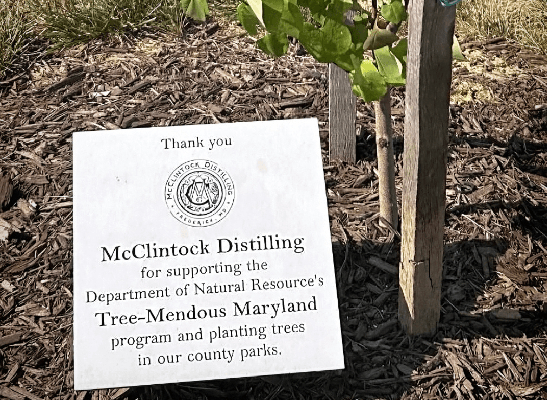 A photo of a newly planted tree