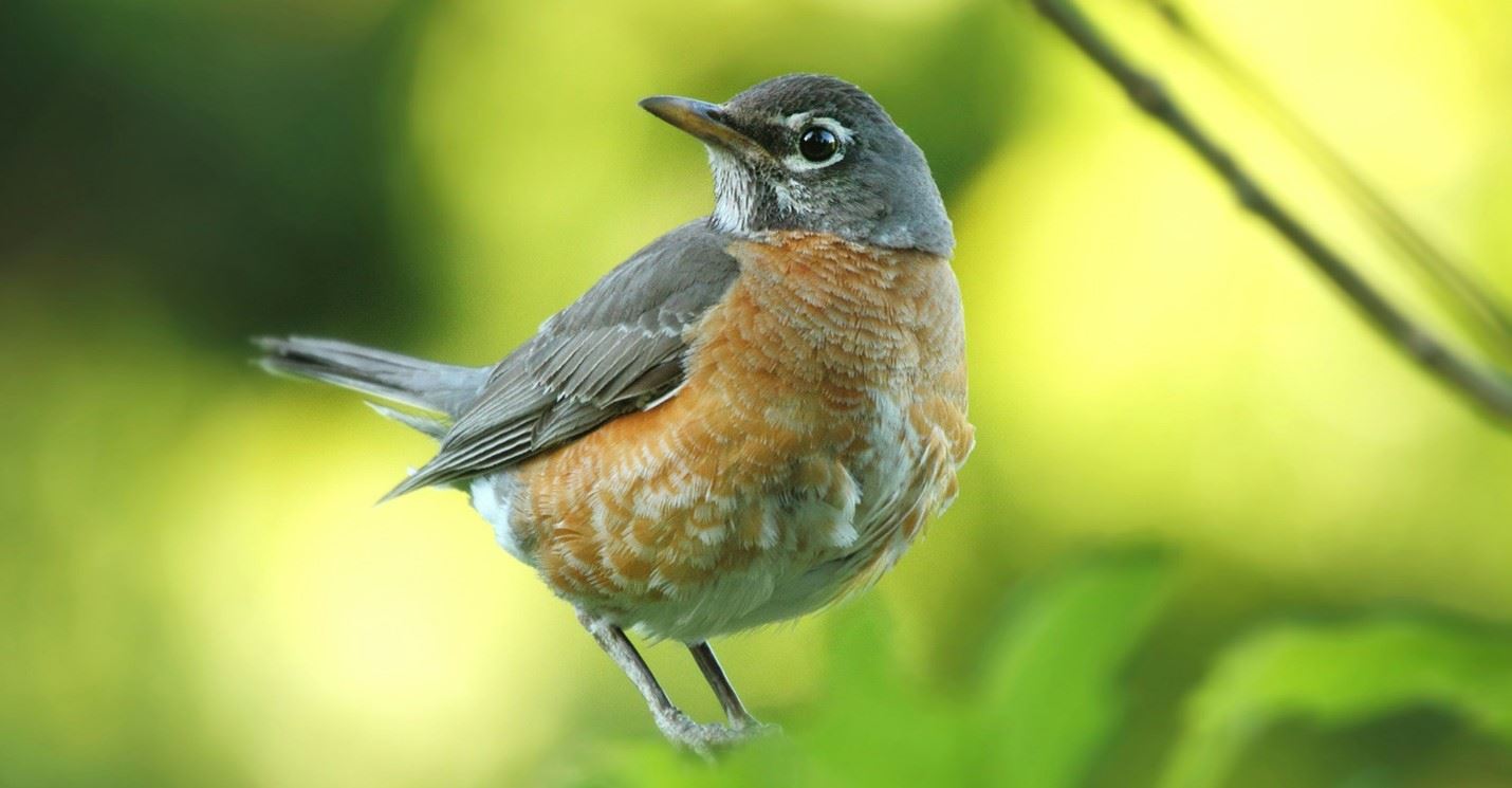 American Robin Bird