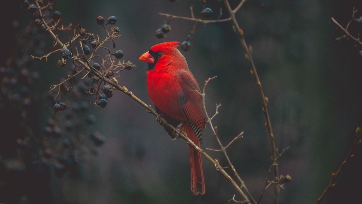 Northern Cardinal Bird in tree